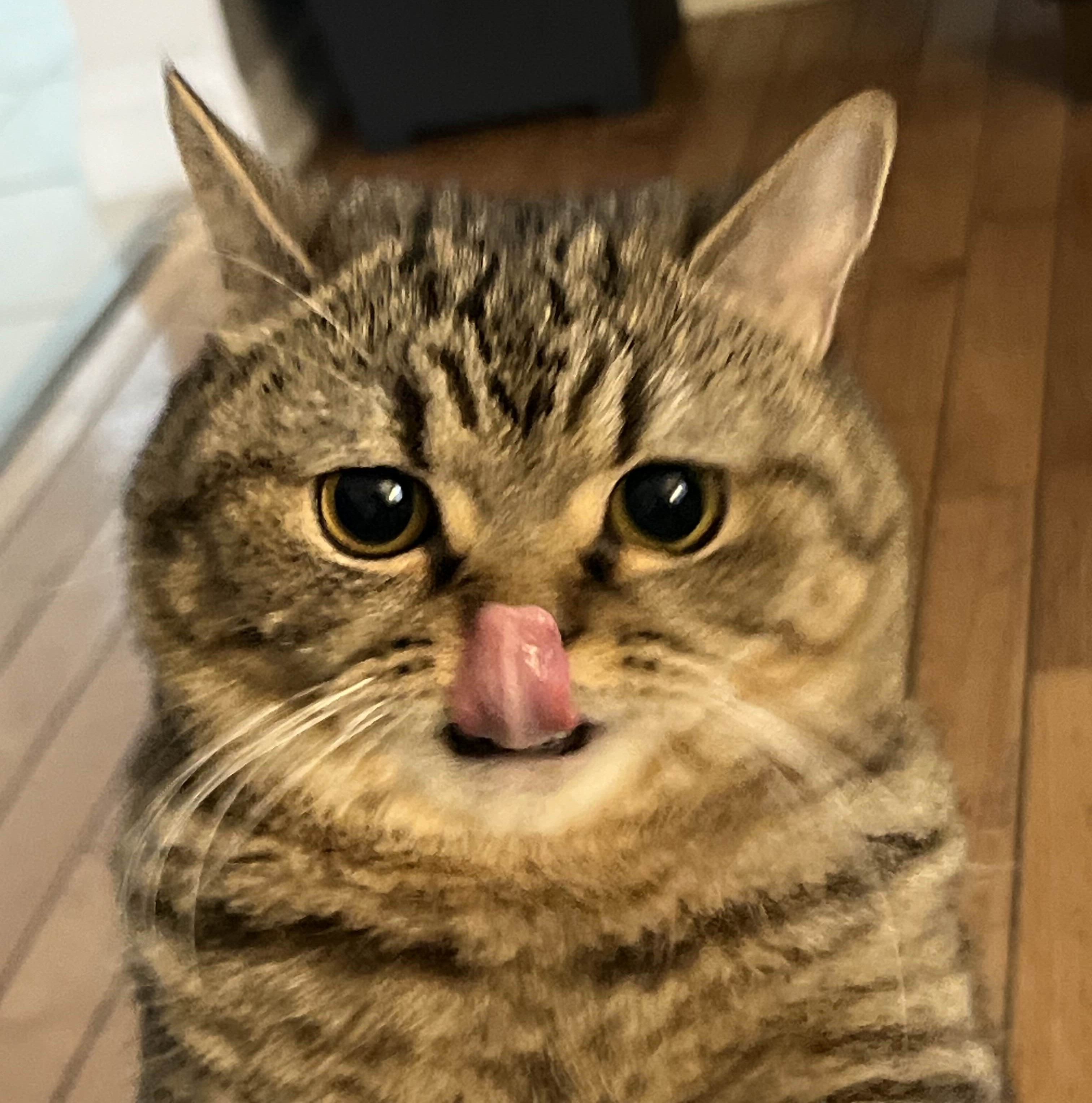 A brown, blackish, and white kitten sitting and facing towards the camera with a cream-colored backgroud and grey platform.